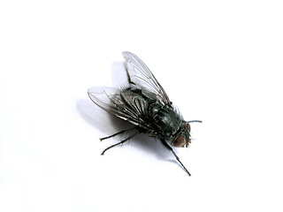 Image showing fly