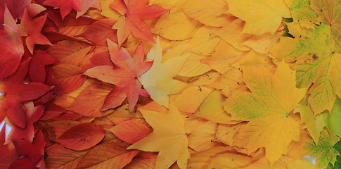 Image showing autumn leaves texture