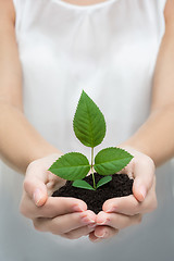 Image showing hands holding young plant 