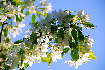 Image showing Apple blossom