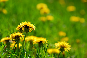 Image showing Blooming dandelions