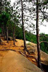 Image showing Pines on cliffs