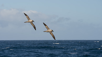 Image showing Light-mantled sooty Albatross flying.