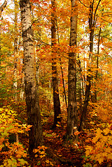 Image showing Fall forest