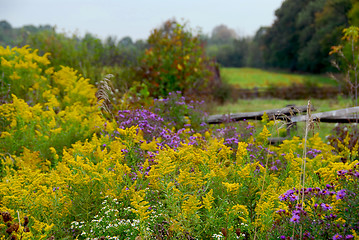 Image showing Rural landscape