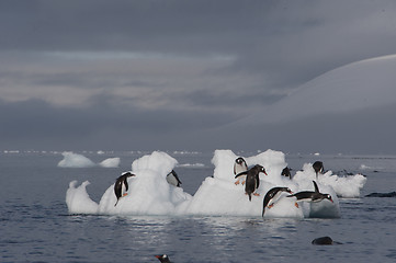 Image showing Gentoo Penguin  jump from the ice