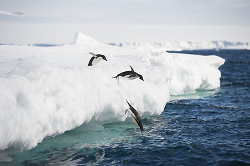 Image showing Adelie Penguin