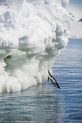 Image showing Adelie Penguin