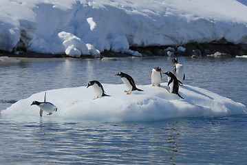 Image showing Gentoo Penguin  jump from the ice
