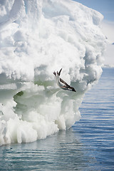 Image showing Adelie Penguin