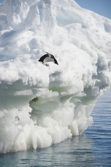 Image showing Adelie Penguin