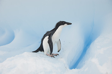 Image showing Adelie Penguin