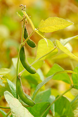 Image showing Soybeans