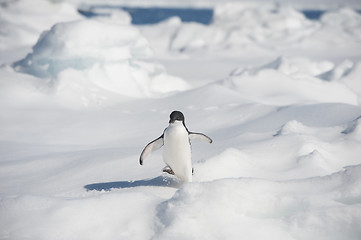 Image showing Adelie Penguin