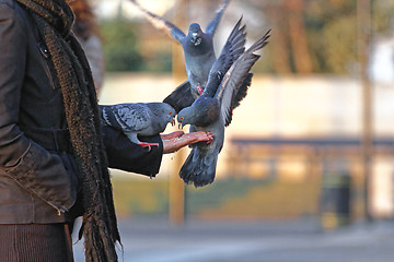 Image showing Feeding Pigeons