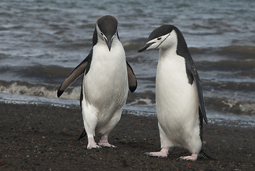 Image showing Chinstrap Penguin in Anatcrtica