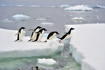 Image showing Adelie Penguin