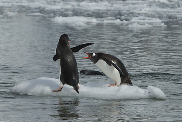 Image showing Two Gentoo Penguins