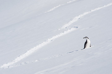 Image showing Chinstrap Penguin in Anatcrtica