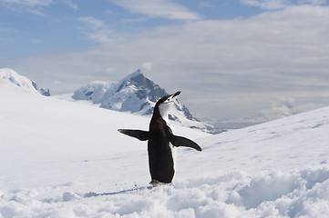 Image showing Chinstrap Penguin in Anatcrtica