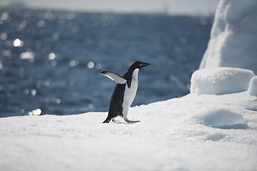 Image showing Adelie Penguin