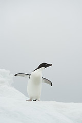 Image showing Adelie Penguin