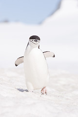 Image showing Chinstrap Penguin in Anatcrtica