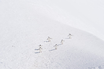 Image showing Chinstrap Penguins in Anatcrtica