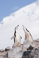 Image showing Chinstrap Penguin in Anatcrtica