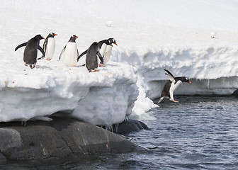 Image showing Gentoo Penguin  jump from the ice