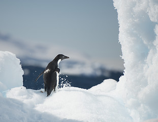 Image showing Adelie Penguin