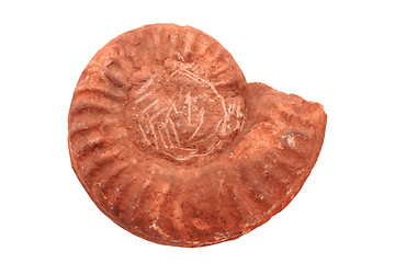 Image showing ammonite fossil isolated