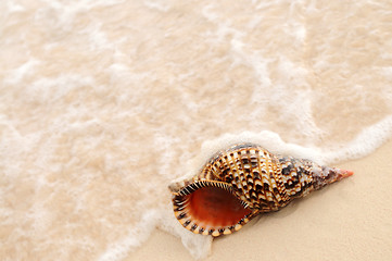 Image showing Seashell and ocean wave