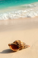 Image showing Seashell and ocean wave