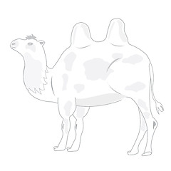 Image showing Drawing of the camel on white background