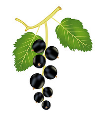 Image showing Branch of the black currant