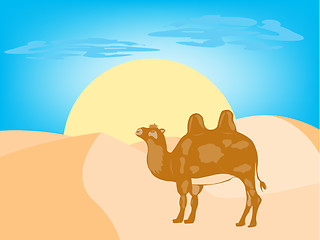 Image showing Camel in desert