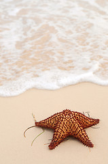 Image showing Starfish and ocean wave