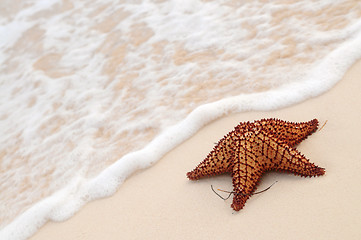 Image showing Starfish and ocean wave