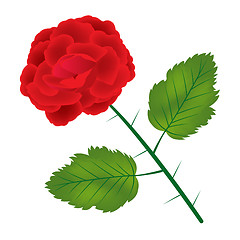 Image showing Red rose on white background