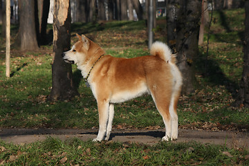 Image showing Gorgeus dog posing in the forest