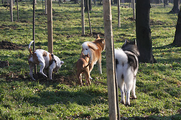 Image showing Friendly dog company in the forest