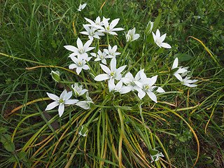 Image showing Star of Bethlehem flower