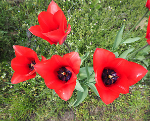 Image showing Red Tulips flower