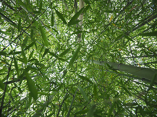 Image showing Bamboo tree perspective