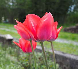 Image showing Red Tulips flower