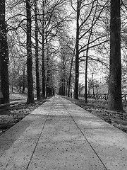 Image showing Footpath among the trees