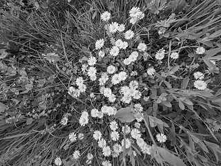 Image showing White Daisy flower