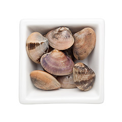 Image showing Clam