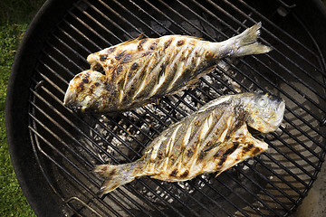 Image showing Fish grill